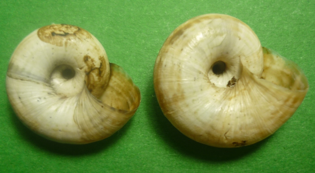 Cernuella neglecta